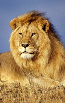 lion_portrait.jpg